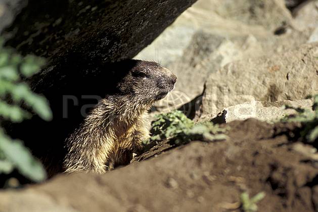 ac0610-09LE : Marmotte, Grand Paradis, Alpes. Europe, CEE, marmotte, C02, C01 faune, gros plan, moyenne montagne, portrait (Italie).