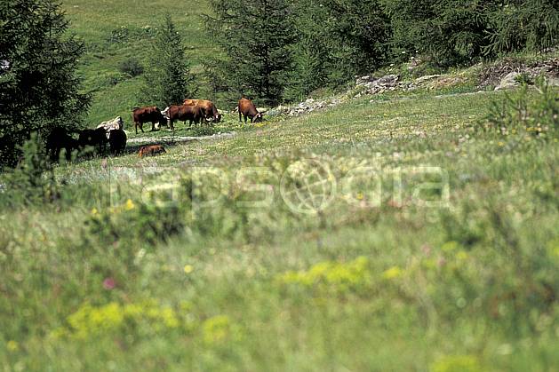 ac0610-19LE : Grand Paradis, Alpes. Europe, CEE, herbe, vache, alpage, troupeau, C02, C01 faune, groupe, moyenne montagne (Italie).