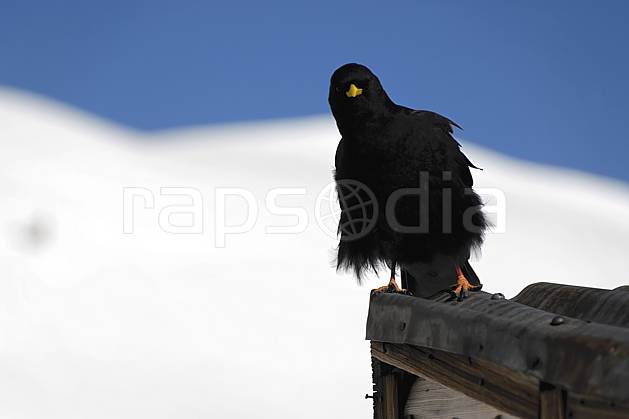 ac063619LE : Chocard. Europe, CEE, oiseau, noir, C02, C01 faune, moyenne montagne (France).