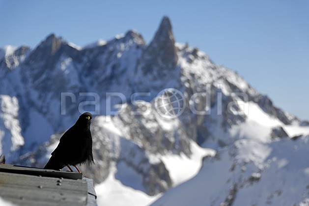 ac063620LE : Chocard et Dent du Géant, Haute-Savoie, Alpes. Europe, CEE, oiseau, noir, C02, C01 faune, moyenne montagne, paysage, Annecy 2018 (France).