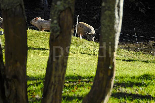 ac063637LE : Les cochons sont dans la plaine. Europe, CEE, cochon, tronc, C02, C01 arbre, faune, moyenne montagne (France).