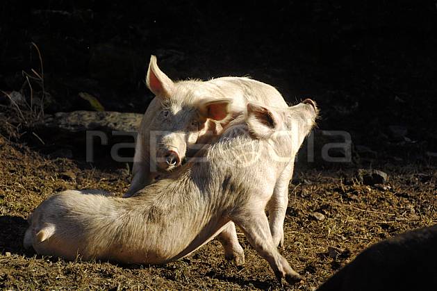 ac063642LE : Calins cochons ?. Europe, CEE, cochon, C02, C01 faune, moyenne montagne (France).