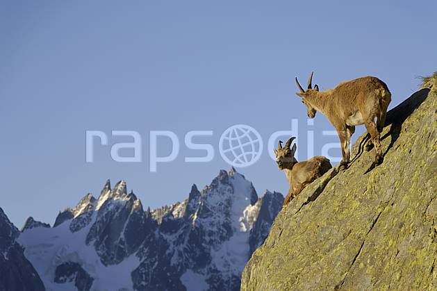 ac071399LE : Jeunes bouquetins et Aiguilles de Chamonix, Massif des Aiguilles Rouges, Alpes. Europe, CEE, bouquetin, falaise, aurore, coucher de soleil, corne, C02 faune, moyenne montagne, paysage (France).