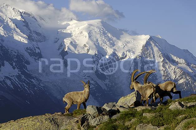 ac071419LE : Bouquetins mâles et massif du Mont Blanc, Aiguilles Rouges, Chamonix, Alpes. Europe, CEE, bouquetin, aurore, coucher de soleil, corne, glacier, C02 faune, moyenne montagne, paysage (France).