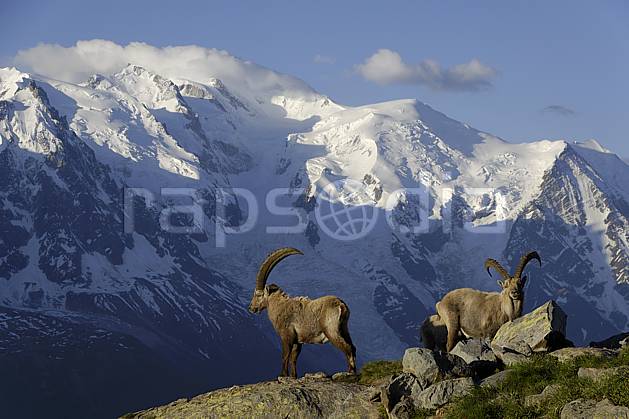 ac071425LE : Bouquetins mâles et massif du Mont Blanc, Aiguilles Rouges, Chamonix, Alpes. Europe, CEE, aurore, coucher de soleil, corne, glacier, C02 faune, moyenne montagne, paysage (France).