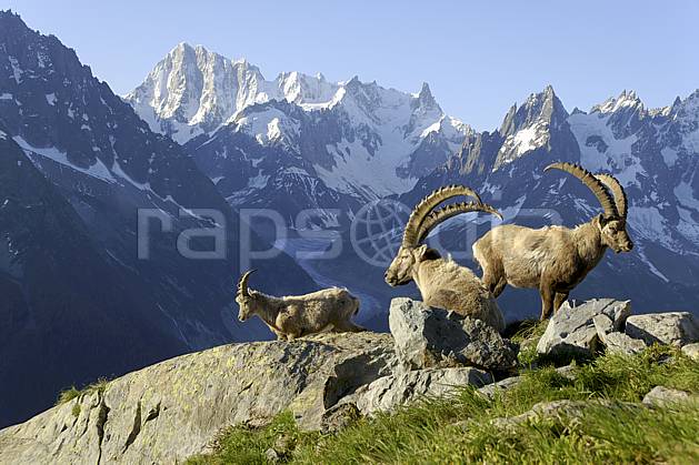 ac071442LE : Bouquetins mâles, Jorasses, Dent du Géant, Charmoz, Grépon et Mer de Glace, Massif des Aiguilles Rouges, Chamonix, Alpes. Europe, CEE, bouquetin, aurore, coucher de soleil, corne, glacier, C02 faune, moyenne montagne, paysage (France).