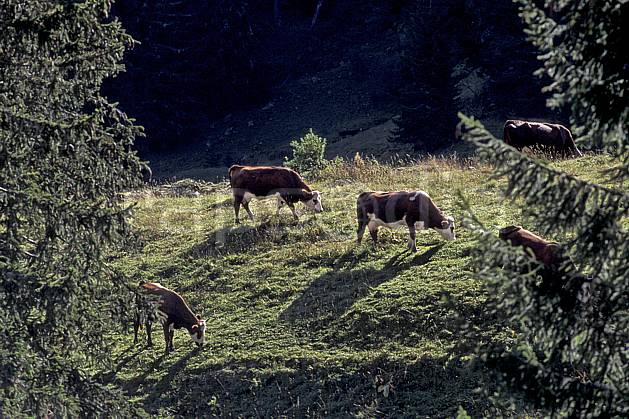 ac0839-10LE : Ablon, Haute-Savoie, Alpes. Europe, CEE, herbe, vache, troupeau, alpage, C02, C01 arbre, faune, groupe, moyenne montagne, Annecy 2018 (France).