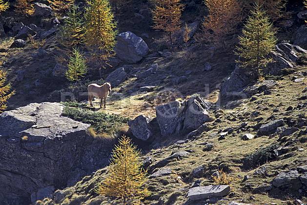 ac0853-01LE : Cheval, Grand Paradis, Alpes. Europe, CEE, cheval, herbe, C02, C01 arbre, faune, moyenne montagne (Italie).