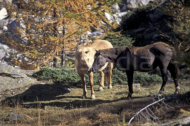 ac0853-04LE : Chevaux, Grand Paradis, Alpes. Europe, CEE, cheval, herbe, C02, C01 arbre, couple, faune, groupe, moyenne montagne (Italie).