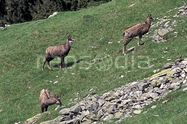 ac0963-08LE : Chamois, Les Houches, Haute-Savoie, Alpes. Europe, CEE, chamois, corne, herbe, C02, C01 faune, groupe, moyenne montagne, Annecy 2018 (France).