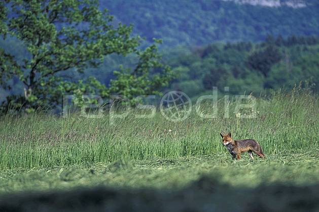 ac0965-27LE : Renard, Haute-Savoie, Alpes. Europe, CEE, herbe, renard, champ, C02, C01 faune, moyenne montagne, Annecy 2018 (France).