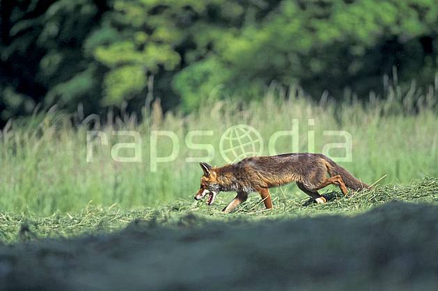 ac0965-31LE : Renard, Haute-Savoie, Alpes. Europe, CEE, herbe, renard, champ, C02, C01 faune, moyenne montagne, Annecy 2018 (France).