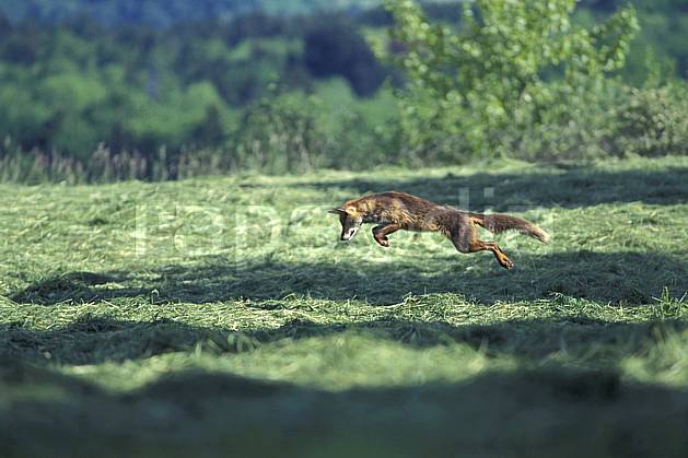 ac0965-35LE : Renard, Haute-Savoie, Alpes. Europe, CEE, herbe, renard, champ, C02, C01 faune, moyenne montagne, Annecy 2018 (France).