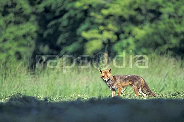 ac0965-36LE : Renard, Haute-Savoie, Alpes. Europe, CEE, herbe, renard, champ, C02, C01 faune, moyenne montagne, Annecy 2018 (France).