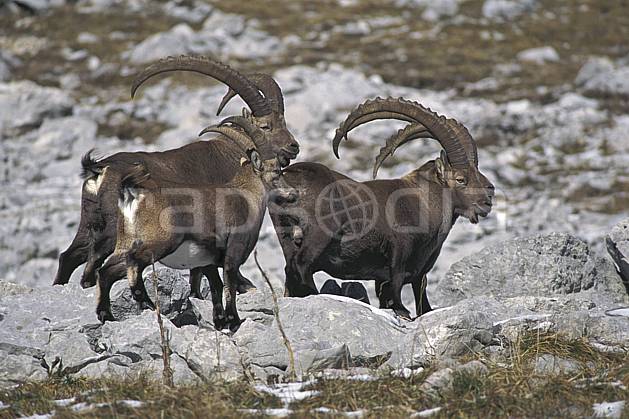 ac1069-08LE : Bouquetins, Sous Dine, Haute-Savoie, Alpes. Europe, CEE, bouquetin, corne, C02, C01 faune, groupe, moyenne montagne, Annecy 2018 (France).