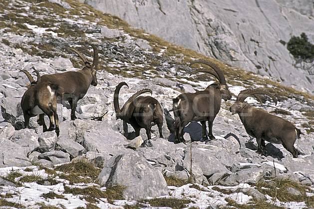 ac1069-16LE : Bouquetins, Sous Dine, Haute-Savoie, Alpes. Europe, CEE, bouquetin, corne, C02, C01 faune, groupe, moyenne montagne, Annecy 2018 (France).