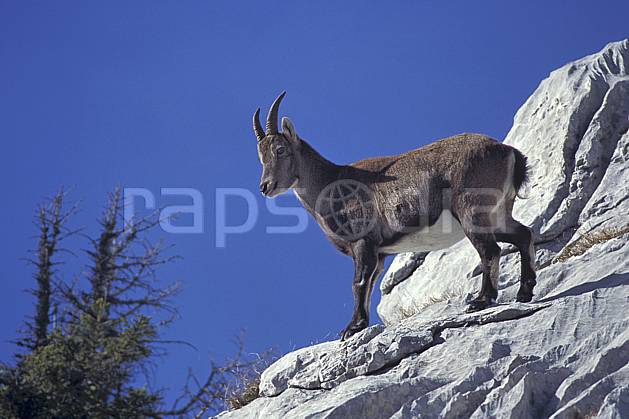 ac1070-03LE : Bouquetin, Sous Dine, Haute-Savoie, Alpes. Europe, CEE, bouquetin, ciel bleu, corne, C02, C01 faune, moyenne montagne, gros plan, portrait, Annecy 2018 (France).