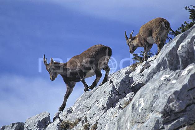 ac1070-12LE : Jeune bouquetin avec sa mère, Sous Dine, Haute-Savoie, Alpes. Europe, CEE, bouquetin, ciel voilé, corne, C02, C01 faune, groupe, moyenne montagne, Annecy 2018 (France).