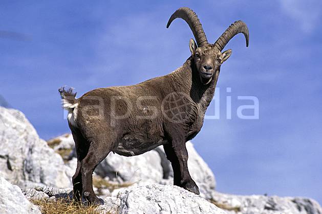 ac1070-29LE : Bouquetin, Sous Dine, Haute-Savoie, Alpes. Europe, CEE, bouquetin, ciel voilé, corne, C02, C01 faune, moyenne montagne, gros plan, portrait, Annecy 2018 (France).