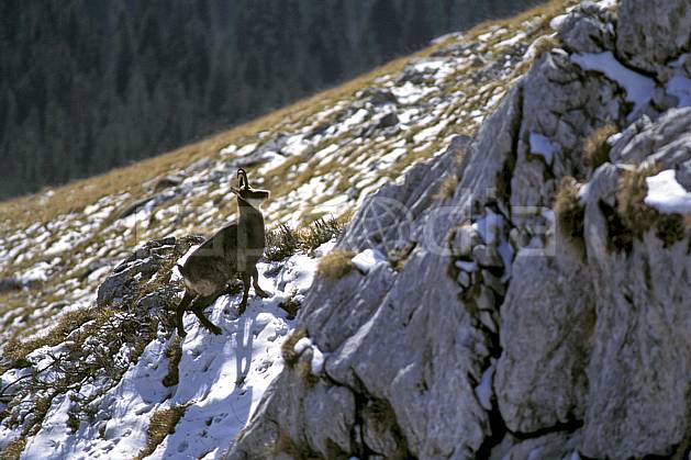 ac1070-31LE : Chamois, Sous Dine, Haute-Savoie, Alpes. Europe, CEE, chamois, herbe, C02, C01 faune, moyenne montagne, Annecy 2018 (France).