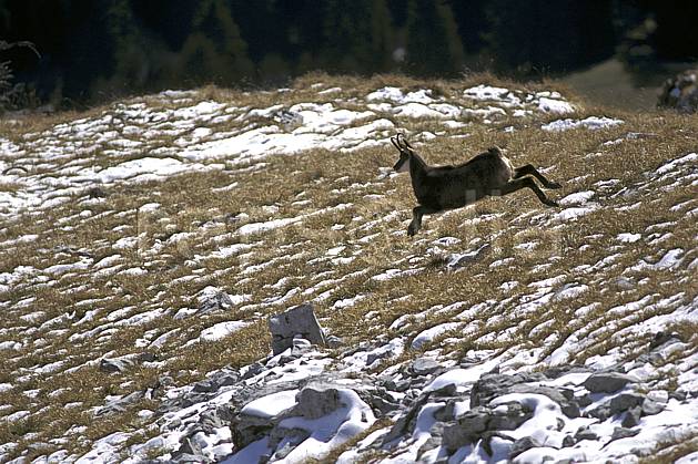 ac1070-33LE : Chamois, Sous Dine, Haute-Savoie, Alpes. Europe, CEE, chamois, herbe, C02, C01 faune, moyenne montagne, saut, Annecy 2018 (France).