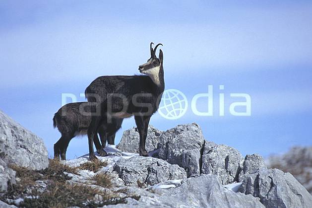 ac1071-12LE : Chamois, Sous Dine, Haute-Savoie, Alpes. Europe, CEE, chamois, corne, C02, C01 faune, groupe, moyenne montagne, gros plan, Annecy 2018 (France).