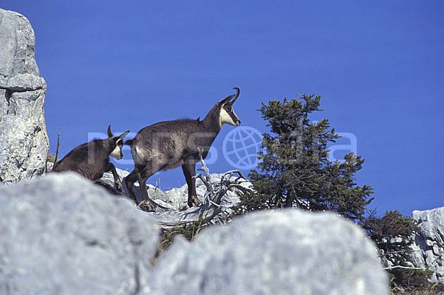 ac1071-15LE : Chamois, Sous Dine, Haute-Savoie, Alpes. Europe, CEE, chamois, ciel bleu, corne, C02, C01 arbre, faune, groupe, moyenne montagne, Annecy 2018 (France).