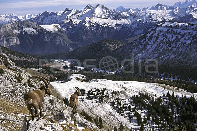 ac1071-19LE : Bouquetins, Sous Dine, Haute-Savoie, Alpes. Europe, CEE, bouquetin, ciel voilé, vallée, panorama, C02, C01 faune, moyenne montagne, paysage, Annecy 2018 (France).