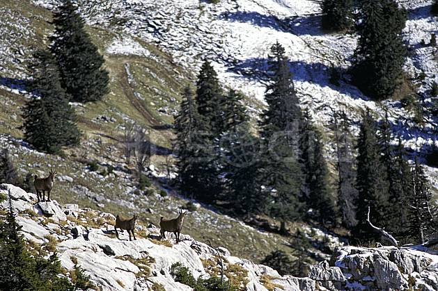 ac1071-35LE : Bouquetins, Sous Dine, Haute-Savoie, Alpes. Europe, CEE, bouquetin, C02, C01 arbre, faune, groupe, moyenne montagne, Annecy 2018 (France).