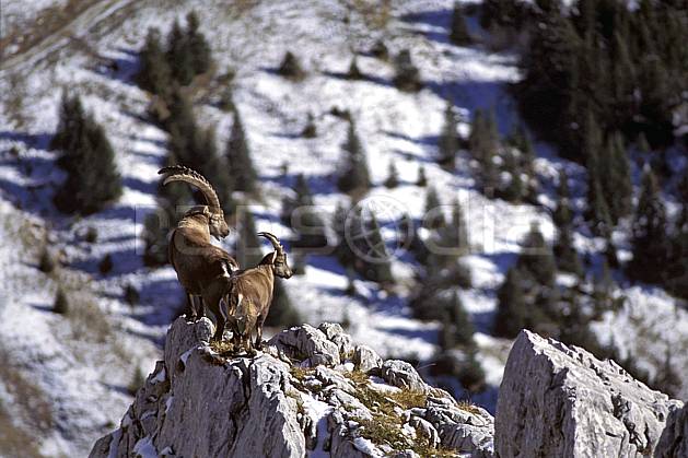 ac1072-19LE : Bouquetins, Sous Dine, Haute-Savoie, Alpes. Europe, CEE, bouquetin, corne, C02, C01 faune, groupe, moyenne montagne, Annecy 2018 (France).