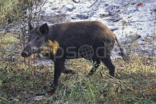 ac1201-18LE : Sanglier, Argonay, Haute-Savoie. Europe, CEE, herbe, sanglier, C02, C01 faune, moyenne montagne, gros plan, Annecy 2018 (France).