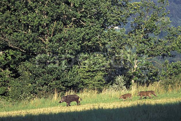 ac1201-35LE : Sanglier femelle et petits, Argonay, Haute-Savoie. Europe, CEE, herbe, sanglier, C02, C01 arbre, faune, groupe, moyenne montagne, Annecy 2018 (France).