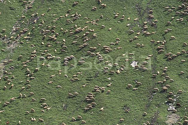 ac1300-15LE : Les 2 Alpes, Isère, Alpes. Europe, CEE, herbe, mouton, vue aérienne, troupeau, C02, C01 faune, groupe, moyenne montagne (France).
