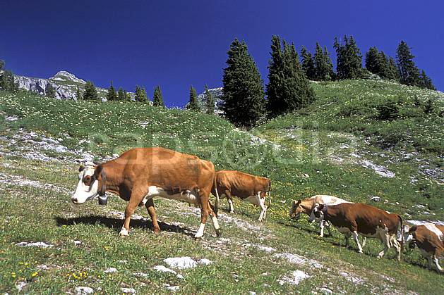ac2468-01LE : Leysin, Alpes. Europe, ciel bleu, corne, herbe, vache, alpage, troupeau, C02, C01 faune, groupe, moyenne montagne, paysage (Suisse).