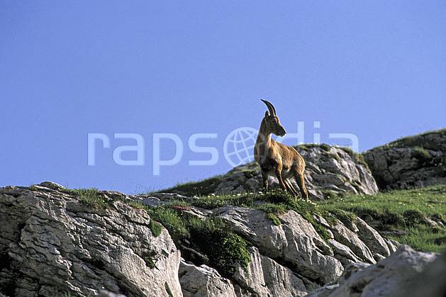 ac2472-22LE : Femelle bouquetin, Leysin, Alpes. Europe, bouquetin, ciel bleu, corne, C02, C01 faune, moyenne montagne (Suisse).
