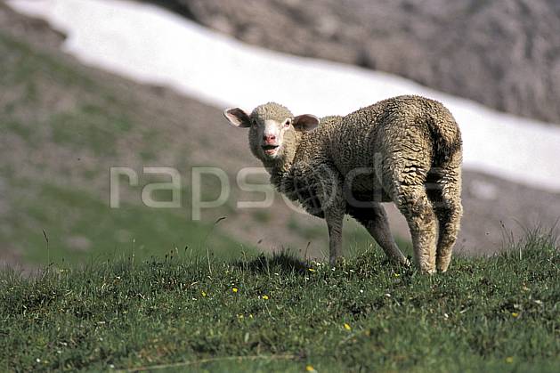 ac2472-29LE : Mouton, Leysin, Alpes. Europe, herbe, mouton, C02, C01 faune, moyenne montagne, gros plan (Suisse).