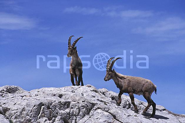 ac2477-08LE : Bouquetins, Leysin, Alpes. Europe, bouquetin, corne, C02, C01 faune, groupe, moyenne montagne (Suisse).