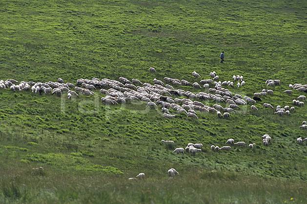 ac2693-05LE : Castellucio di Norcia. Europe, CEE, herbe, mouton, troupeau, berger, C02, C01 faune, groupe, moyenne montagne (Italie).