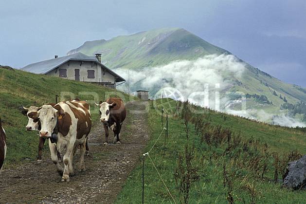 ac2896-06LE : Ferme d'alpage, Les Aravis, Haute-Savoie, Alpes. Europe, CEE, ciel nuageux, herbe, ferme, route, vache, C02, C01 environnement, habitation, moyenne montagne, paysage, Annecy 2018 (France).