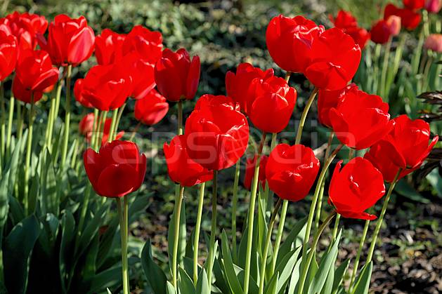 ad040001LE : Tulipes. Europe, CEE, fleur, tulipe, C02, C01 Annecy 2018, flore, gros plan, moyenne montagne (France).