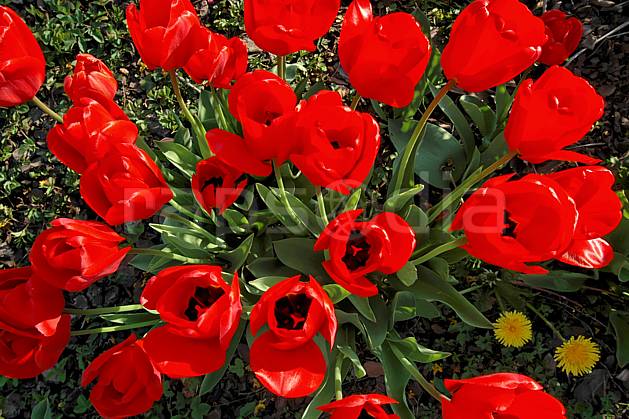 ad040002LE : Tulipes. Europe, CEE, fleur, tulipe, C02, C01 Annecy 2018, flore, gros plan, moyenne montagne (France).