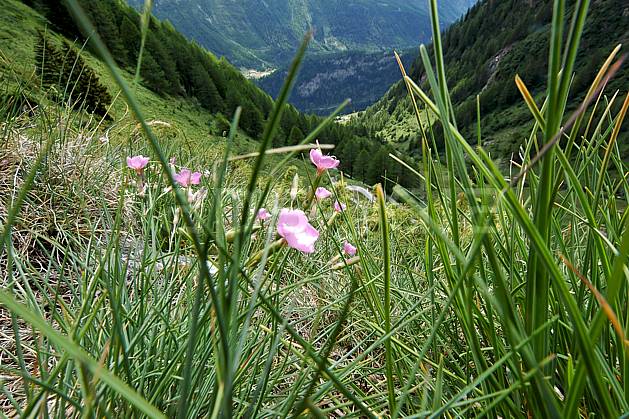 ad041253LE : Au-dessus de La Thuile. Europe, CEE, fleur, herbe, vallée, C02, C01 flore, forêt, gros plan, moyenne montagne, paysage (Italie).
