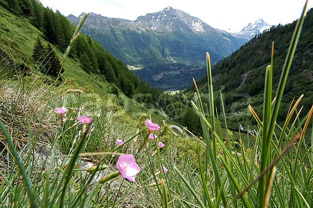 ad041255LE : Au-dessus de La Thuile. Europe, CEE, fleur, herbe, vallée, C02, C01 flore, forêt, gros plan, moyenne montagne, paysage (Italie).