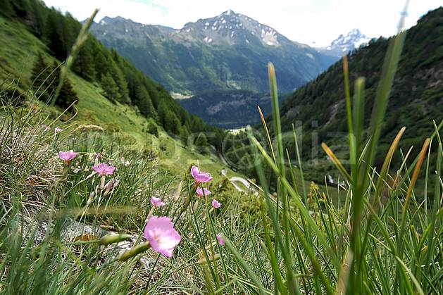 ad041256LE : Au-dessus de La Thuile. Europe, CEE, fleur, herbe, vallée, C02, C01 flore, forêt, gros plan, moyenne montagne, paysage (Italie).