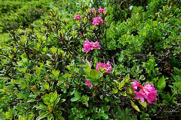 ad041258LE : Rhododendrons, Alpes. Europe, CEE, fleur, rhododendron, C02, C01 flore, gros plan, moyenne montagne (Italie).