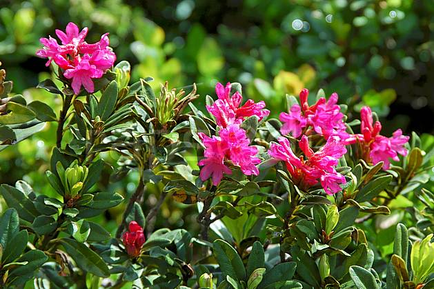 ad041260LE : Rhododendrons, Alpes. Europe, CEE, fleur, rhododendron, C02, C01 flore, gros plan, moyenne montagne (Italie).