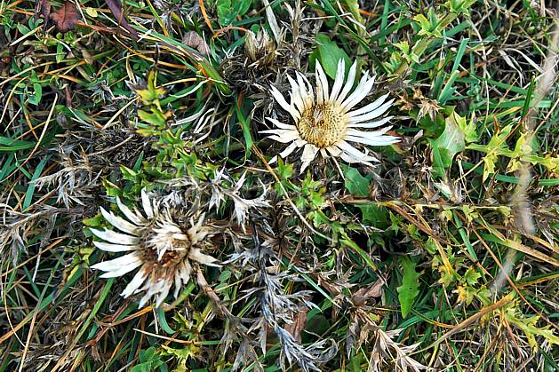 ad042709LE : fleur. Europe, CEE, fleur, C02, C01 Annecy 2018, flore, gros plan, moyenne montagne (France).