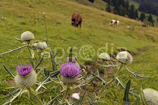 ad055087LE : Chardons. Europe, CEE, fleur, chardon, alpage, C02, C01 Annecy 2018, flore, gros plan, moyenne montagne (France).