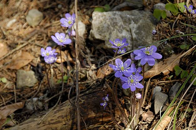 ad061078LE : Fleurs de montagne, Hépatiques, Alpes. Europe, CEE, fleur, mauve, C02, C01 Annecy 2018, flore, gros plan, moyenne montagne (France).