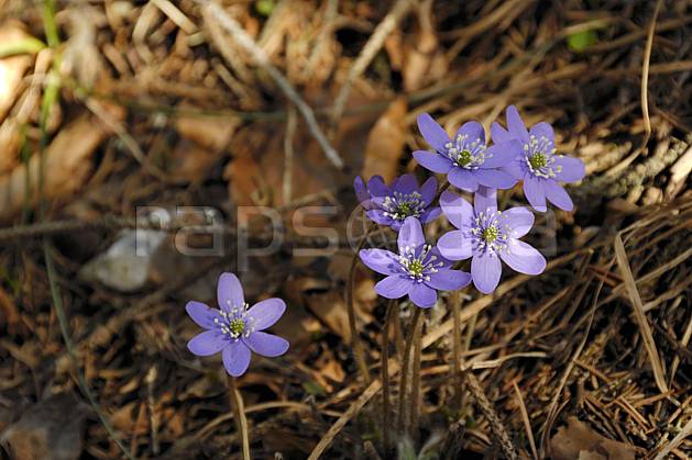 ad061081LE : Fleurs de montagne, Hépatiques, Alpes. Europe, CEE, fleur, mauve, C02, C01 Annecy 2018, flore, gros plan, moyenne montagne (France).